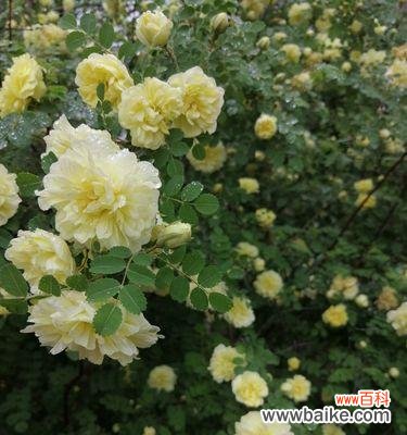 探索黄刺玫的象征意义及其在人们生活中的作用 黄刺玫的花语