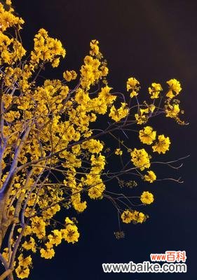 传递幸福与好运的神奇铃声 黄风铃的美丽寓意