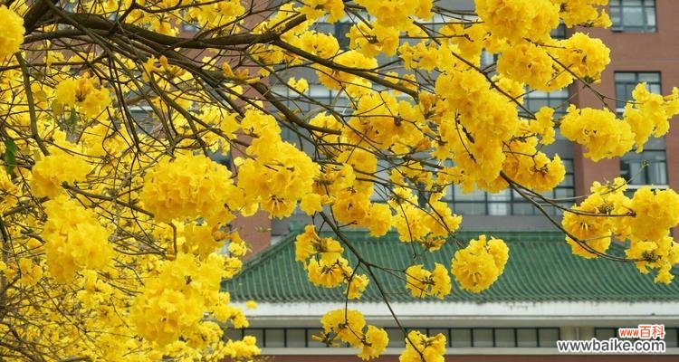 传递幸福与好运的神奇铃声 黄风铃的美丽寓意