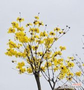 探寻黄风铃花的秘密 黄风铃花的花语与意义