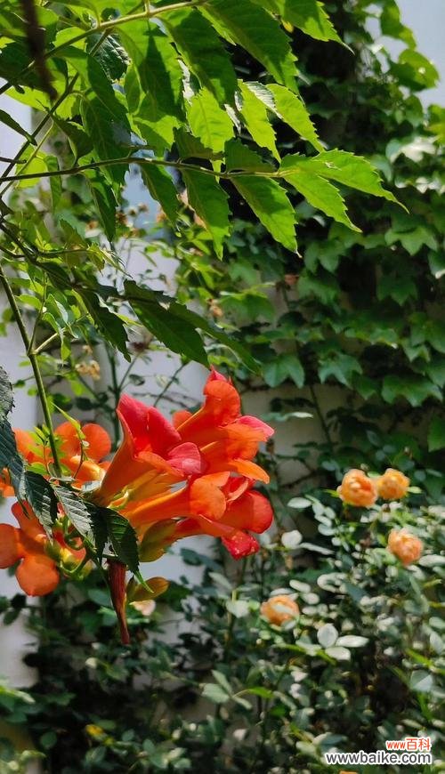 贵州有哪些花象征爱情？它们的寓意是什么？