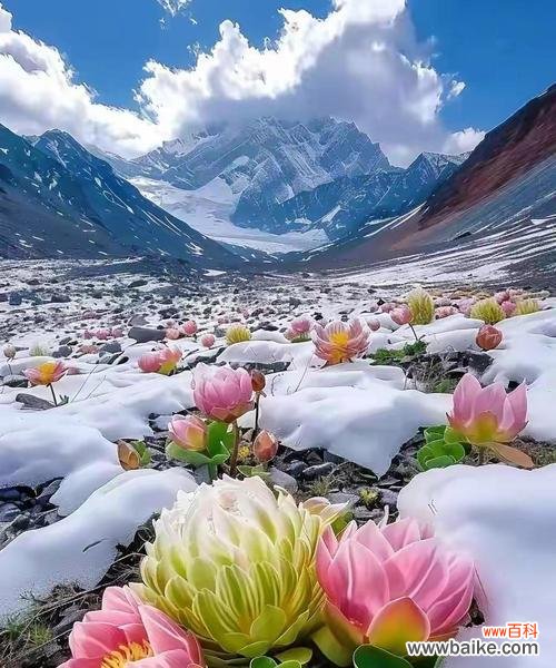 哪种花具有深厚的文化意义?