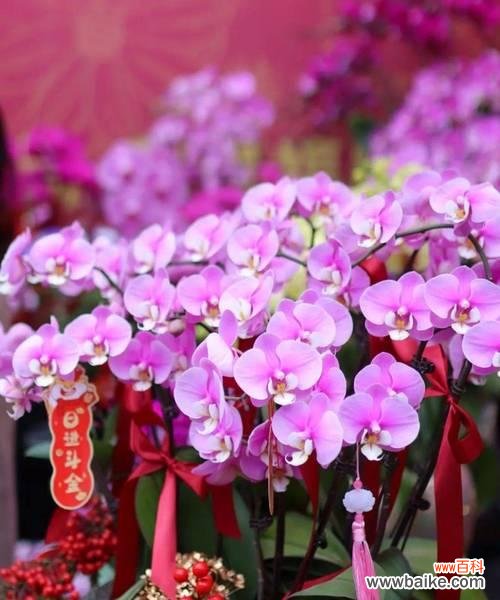 哪些花寓意步步高升?步步高升花的含义是什么?