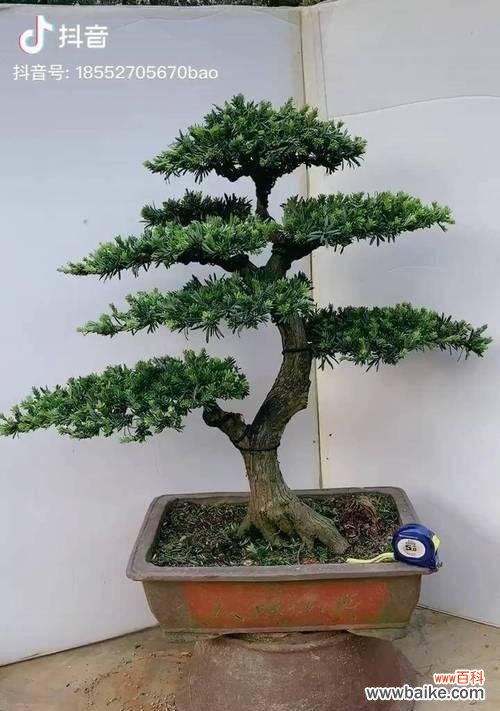 哪些花寓意步步高升?步步高升花的含义是什么?