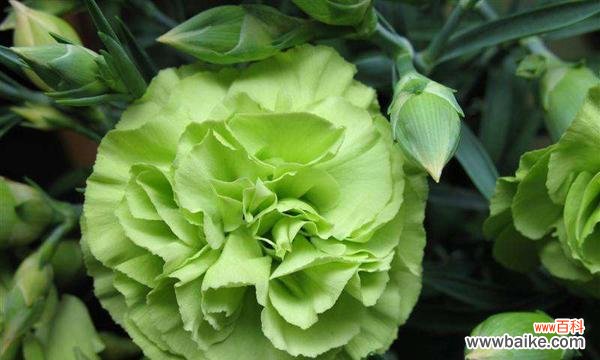 莲子百合手捧花代表什么?它的寓意是什么?