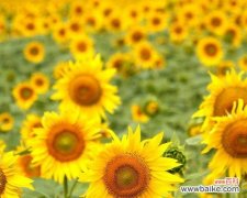 橙色太阳花的寓意是什么？橙色太阳花有哪些特点？