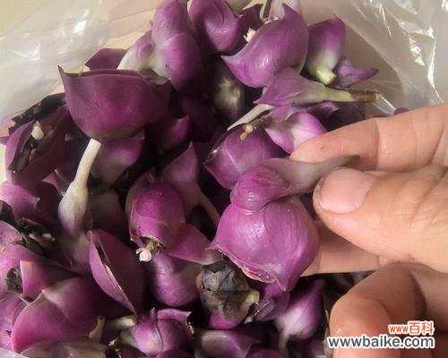 万年青开出白色花有何特别含义？