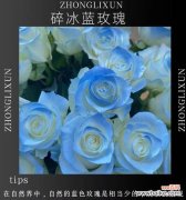 蓝色渐变色花的寓意是什么？蓝色渐变花语有何含义？