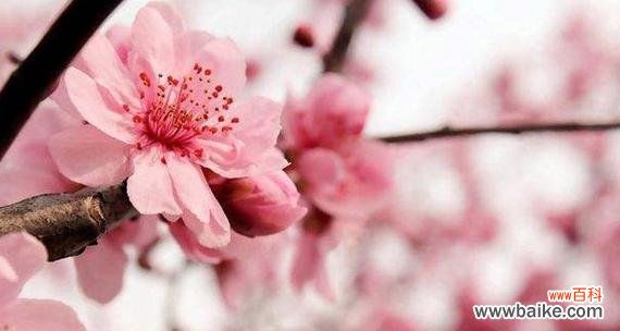 探寻樱花的深层意义与文化内涵 樱花花语