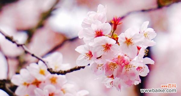 探寻樱花的深层意义与文化内涵 樱花花语