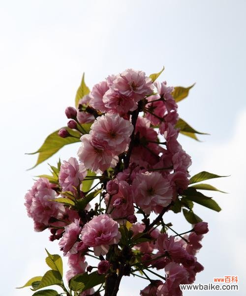 樱花花语的意义和文化底蕴 樱花的美丽与寓意