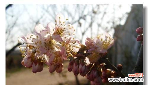 樱桃花的花语及其文化内涵 樱桃花的花语——美丽与爱情的象征