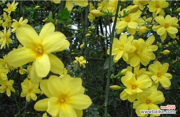 揭开迎春花背后的秘密 迎春花的寓意与象征