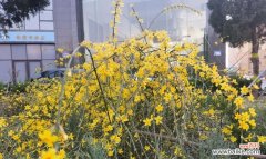 迎春花的寓意和象征 迎春花