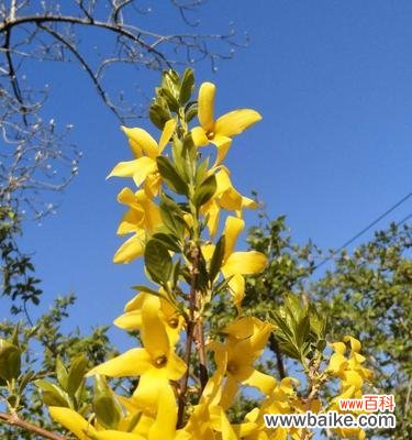 迎春花的寓意和象征 迎春花