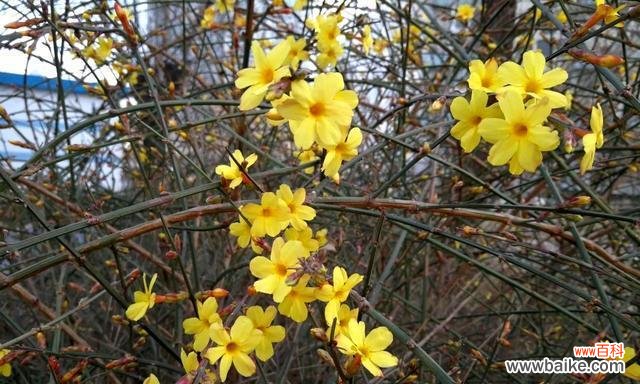 揭示迎春花的花语与意义 迎春花
