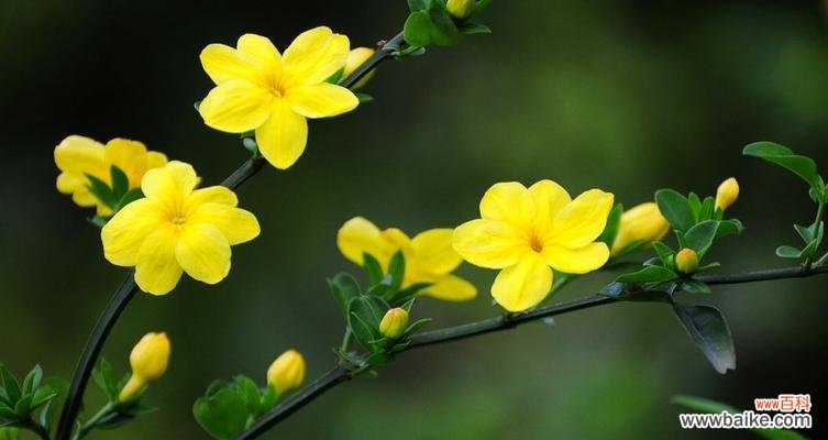 揭示迎春花的花语与意义 迎春花