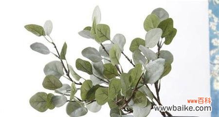 尤加利的花语与人们的情感与健康息息相关 尤加利的花语——清新与治愈