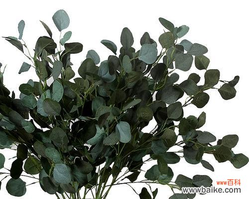 尤加利的花语与人们的情感与健康息息相关 尤加利的花语——清新与治愈