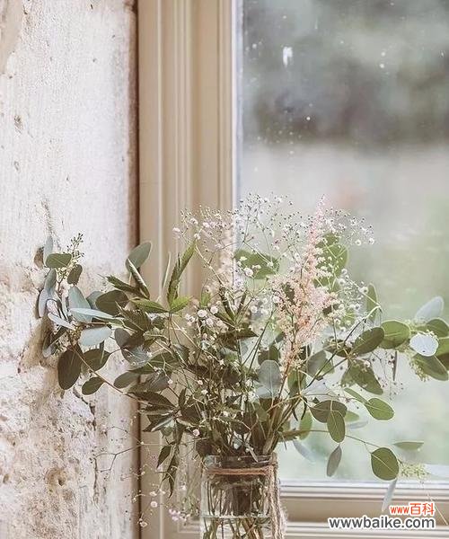 尤加利的花语与人们的情感与健康息息相关 尤加利的花语——清新与治愈