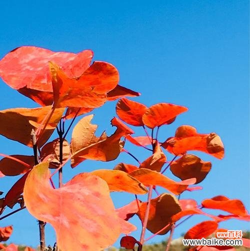 以黄栌象征的寓意与人生启示 黄栌之意象——追寻生命的轨迹