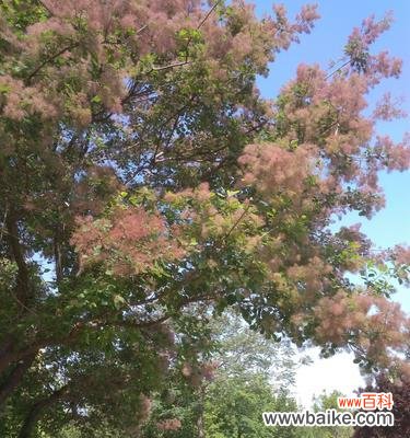 以黄栌象征的寓意与人生启示 黄栌之意象——追寻生命的轨迹