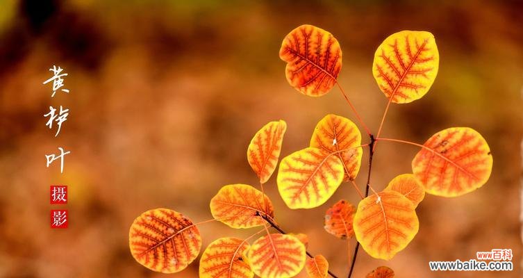 以黄栌象征的寓意与人生启示 黄栌之意象——追寻生命的轨迹