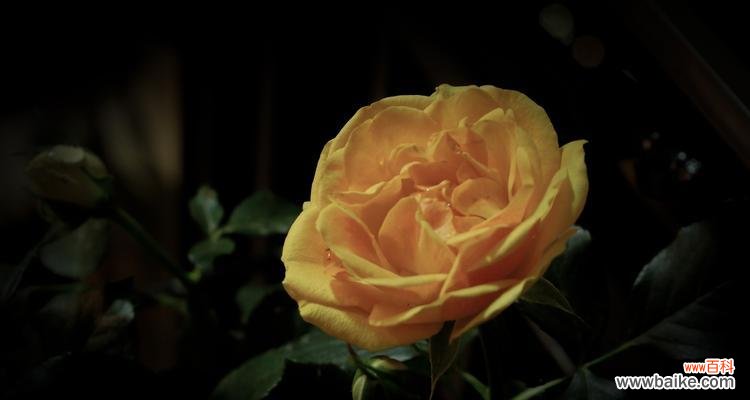 黄玫瑰的美丽和意义 黄玫瑰