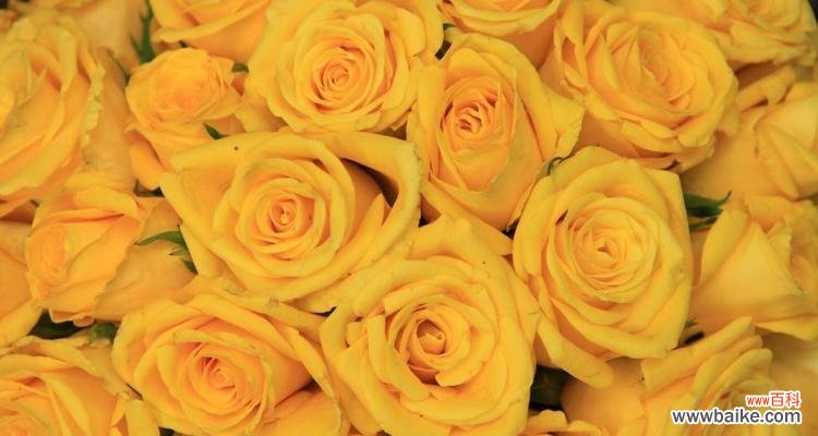 探寻黄玫瑰的情感之旅 黄玫瑰的象征意义与美丽之谜