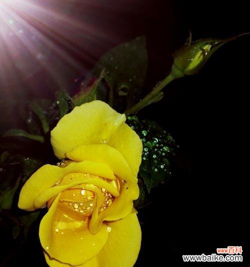 探寻黄玫瑰的情感之旅 黄玫瑰的象征意义与美丽之谜