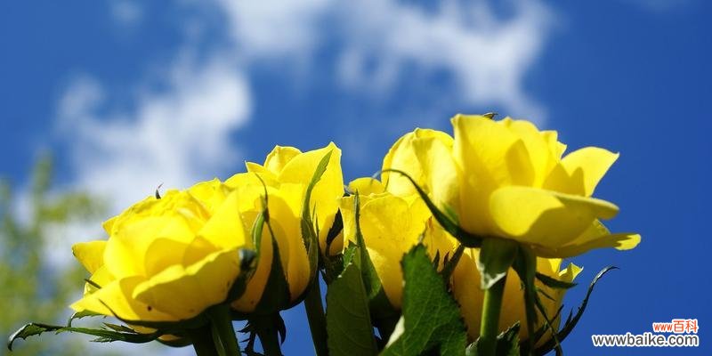 探究黄玫瑰在送礼中的特殊意义 黄玫瑰的含义