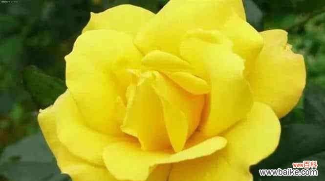 探寻黄玫瑰的特殊含义 黄玫瑰的代表意思与象征——黄色花朵的美好寓意