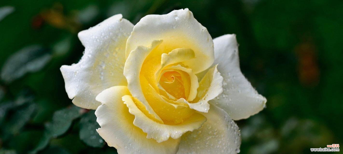 揭秘黄玫瑰所传递的情感和内涵 黄玫瑰的花语与象征意义