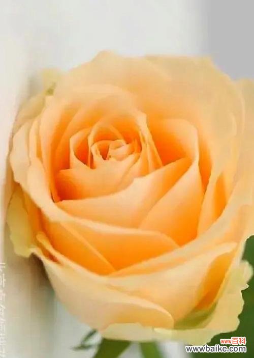 探索黄玫瑰花的隐含含义 黄玫瑰花的寓意与象征