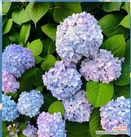 哪些花的花语寓意着喜乐?