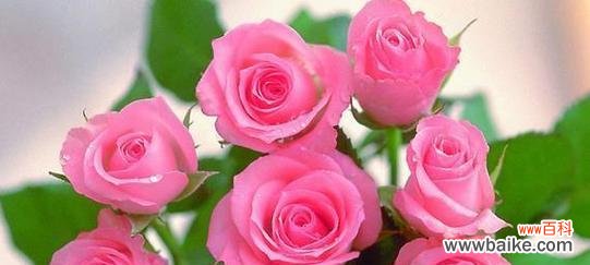 三朵粉色玫瑰花代表什么?粉色玫瑰花的寓意是什么?