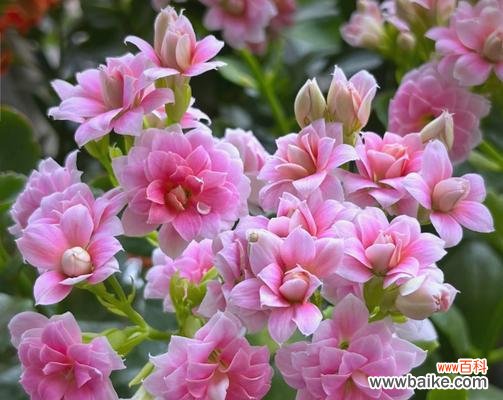 花期长的花有哪些？它们寓意着什么？