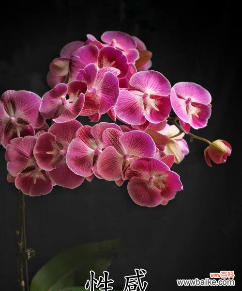 花期长的花有哪些？它们寓意着什么？