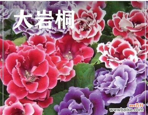 花期长的花有哪些？它们寓意着什么？