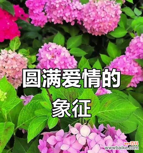 我国哪些花象征着爱情？