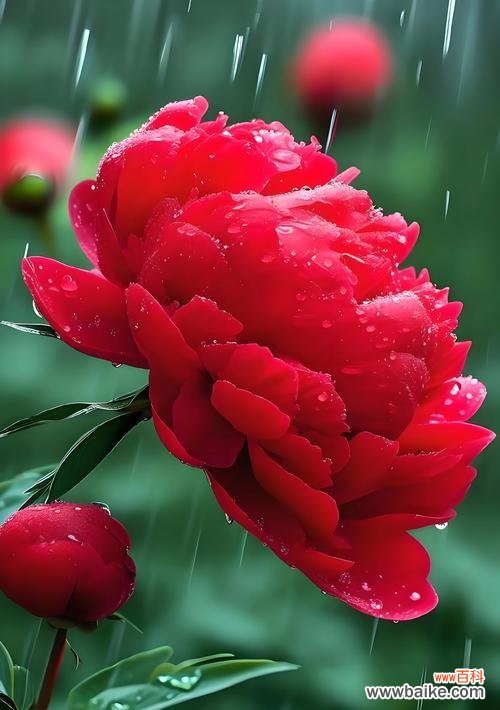 我国哪些花象征着爱情？