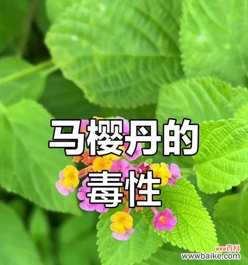 五色梅开出别致的花含义是什么？五色梅有哪些特别的花语？