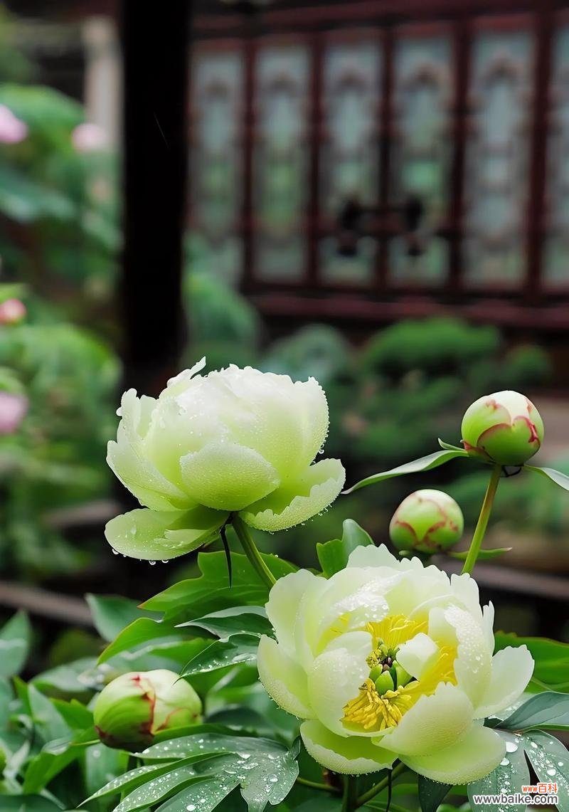 八花九蕾在花开富贵中代表什么？