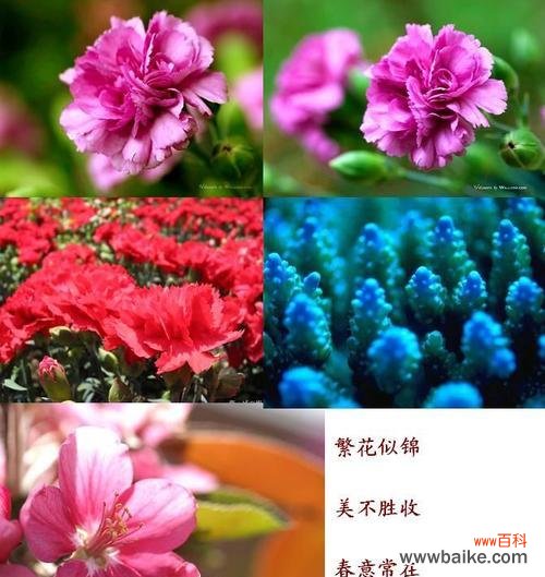 哪些花象征文轩爱情?寓意文轩爱情的花有哪些?