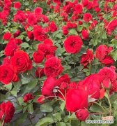 红色叶子的花有哪些？它们代表什么寓意？