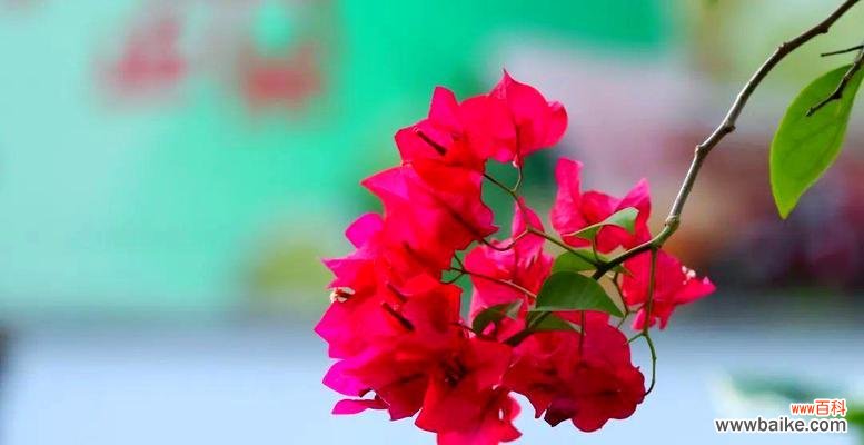 红色叶子的花有哪些？它们代表什么寓意？