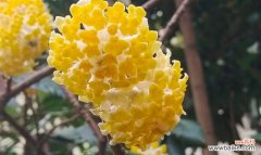 节香花的花语是什么？节香花代表什么寓意？