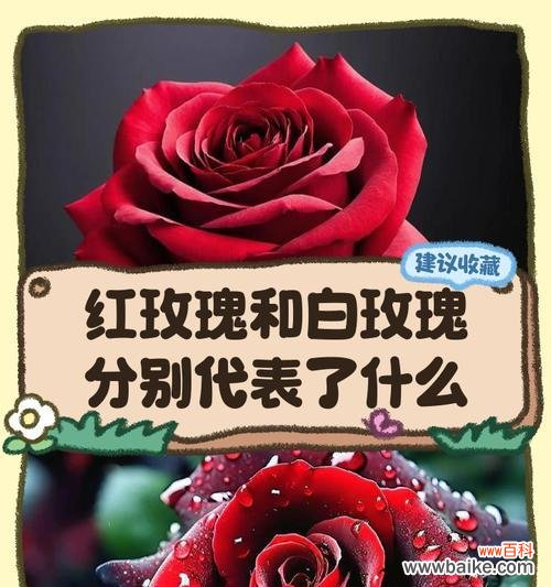 玫瑰花不同颜色的含义是什么？它们各自代表什么？
