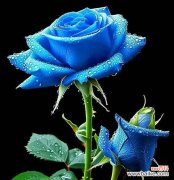 玫瑰花不同颜色的含义是什么？它们各自代表什么？