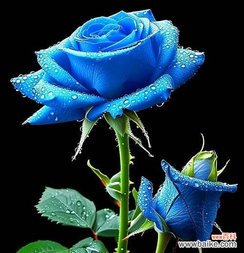 玫瑰花不同颜色的含义是什么？它们各自代表什么？